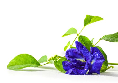 Butterfly pea