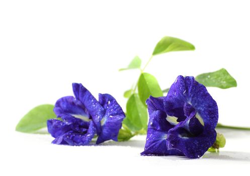 Butterfly pea