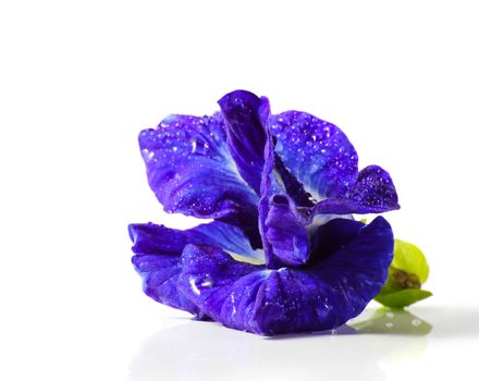 Butterfly pea