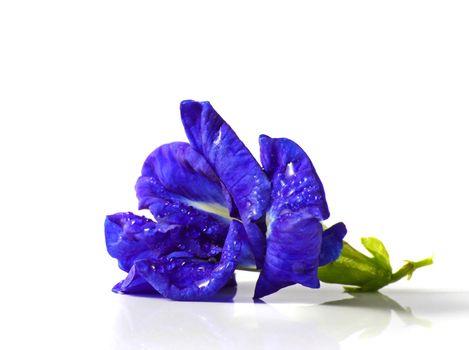 Butterfly pea