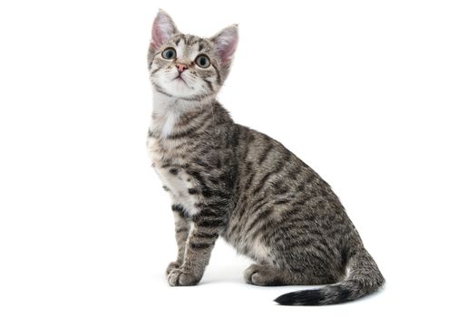 Grey striped kitten on a white background