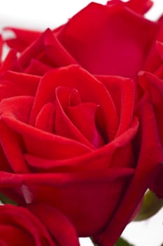 Beautiful red rose close up shoot over white