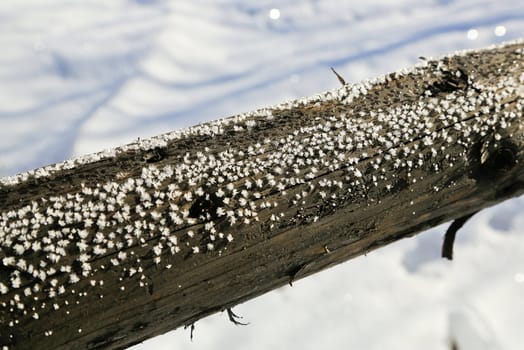 Detail of a fence with tiny snowflake flowers