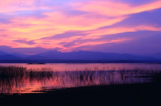 Sunset  silhouette tree on the lake