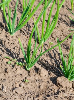 view of chive on the field.plantation onions. Shallow depth-of-field.