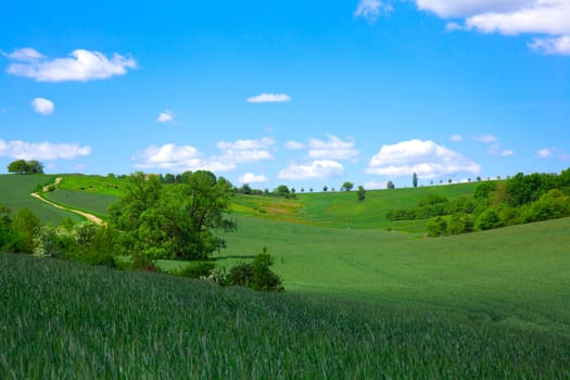 classic green field view against blue sky