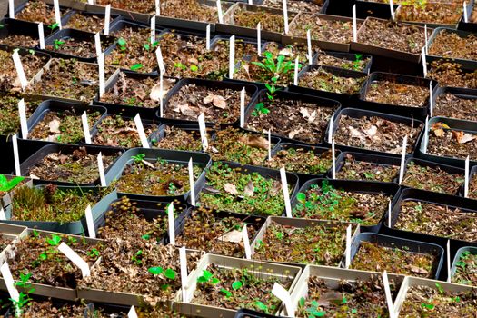 seedlings of various plants in the botanical garden in spring