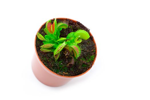 Venus flytrap plant (dionaea muscipula) in a pot, on white background.