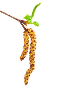 spring twig birch with green leaves and catkins, on a white background