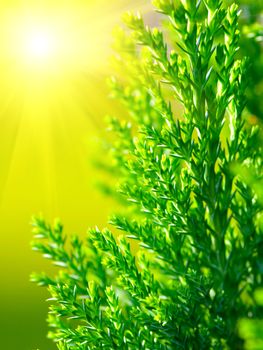 American Arborvitae (cypress tree), macro