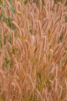 Purple Fountain Grass in windy