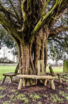 A very old yew tree encircled with wooden benches in a churchyard