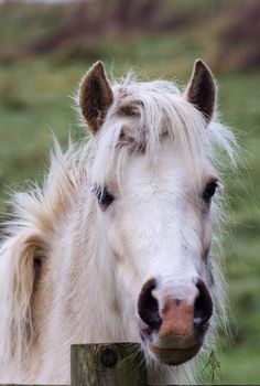 Beautiful white pony horse