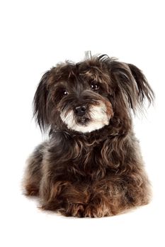 Small shaggy mongrel on a white background