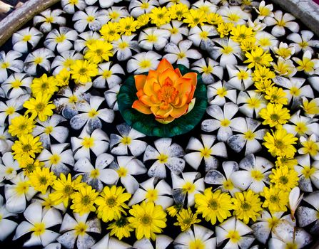 Orange water lily on lots of white Plumeria2