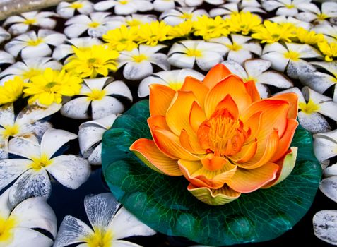 Orange water lily on lots of white Plumeria