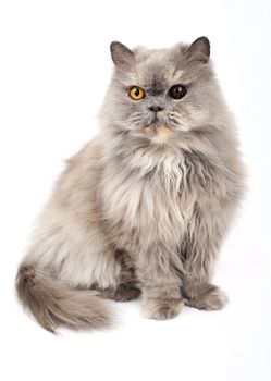Persian Cat on a white background.