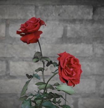 Red Rose flower against a brick wall, retro style 