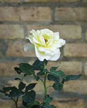 Yellow Rose flower against a brick wall 