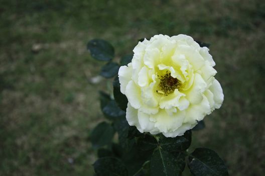 Close up of yellow rose flower blossom 