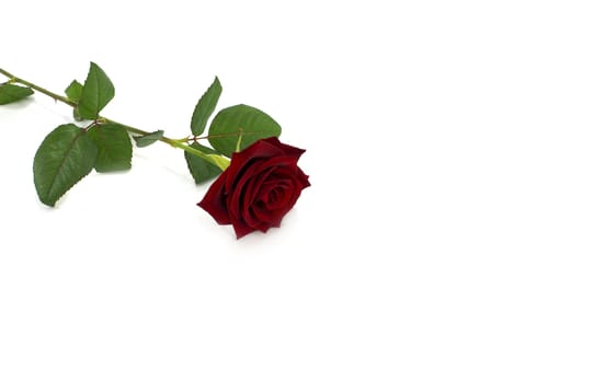 red rose isolated on white