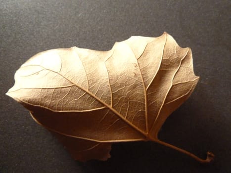 dried leaf veins on a dark background