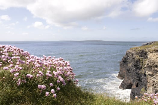pink irish wildflowers on the cliffs edge in county Kerry Ireland