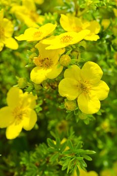 Oenothera