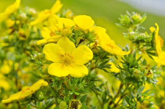 Oenothera