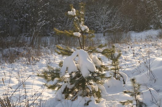 pine tree in snow foret