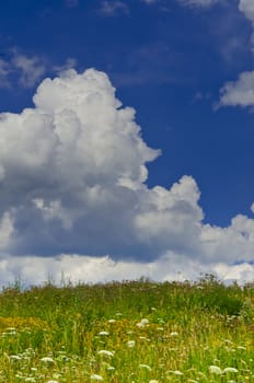 summer meadow