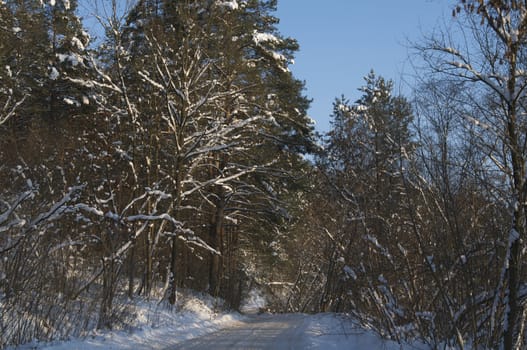 forest covered with snow 