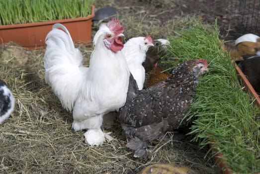 Three color chicken on grass`