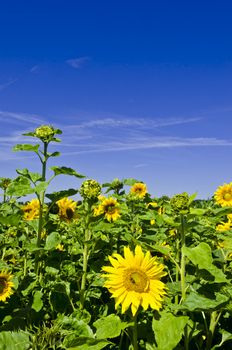 sunflower