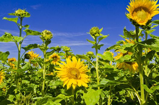 sunflower