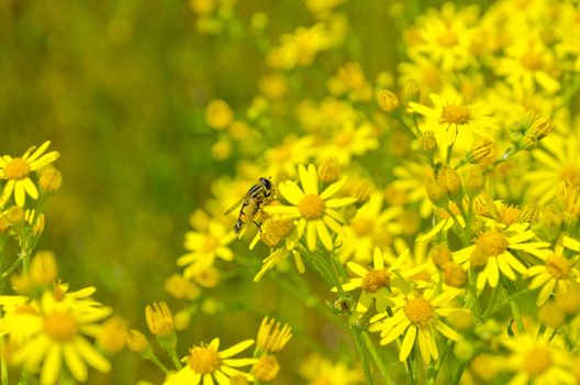 summery meadow with yellow flowers and bumblebee