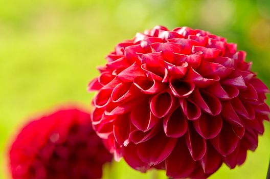 Pompon Dahlia