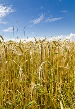 harvest time