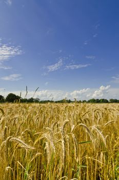 harvest time