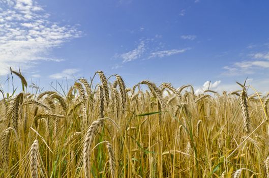 harvest time