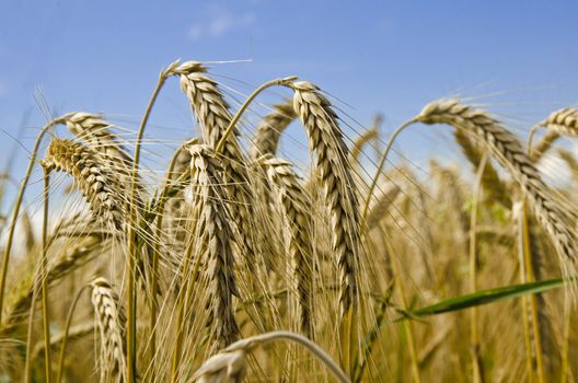 harvest time