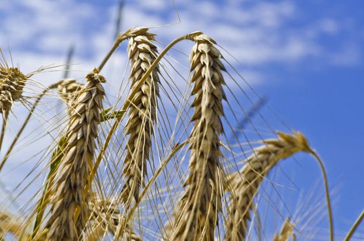 harvest time