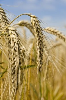 harvest time