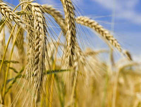 harvest time