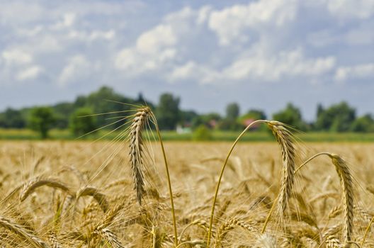 harvest time