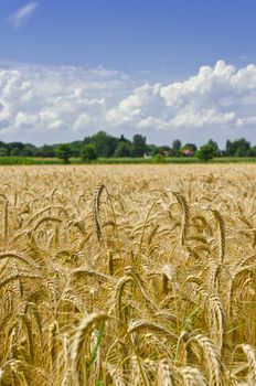 harvest time