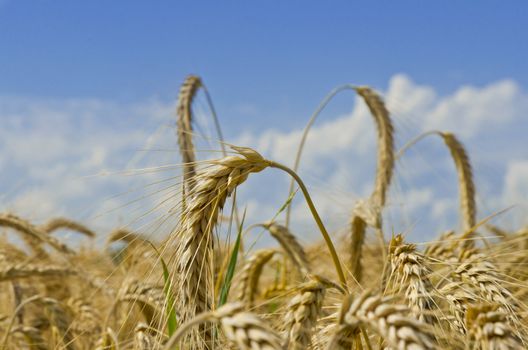 harvest time