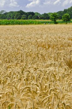 harvest time