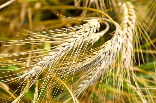 harvest time