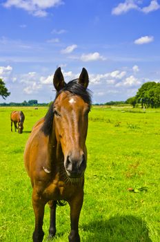 horse portrait